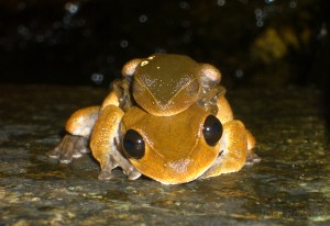 Litoria dayi in amplexus