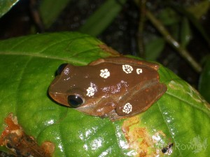 Litoria dayi