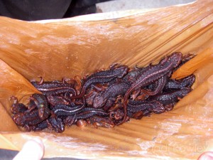 Tylototriton_sp_Yunnan_bag_JR