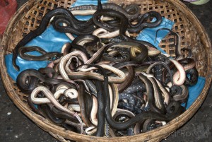 Freshwater Snakes, Cambodia