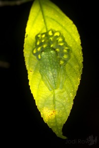 Hyalinobatrachium talamancae