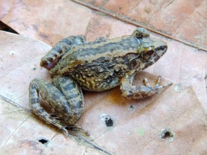 Limnonectes larvaepartus, the only known frog that gives birth to tadpoles. Photo: Fata Habibburahman