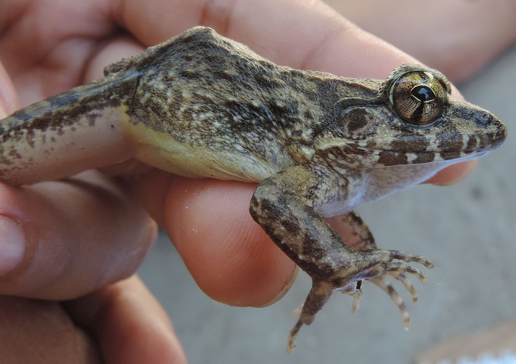 A frog that gives birth to tadpoles!