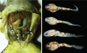 Gravid Limnonectes larvaepartus with oviductal tadpoles. Left: Intact viscera of gravid female (arrows = several tadpoles). Right: four of the preserved tadpoles removed from the oviducts of the same female.