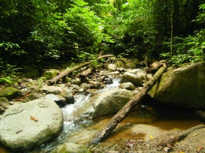 This stream is home to Limnonectes larvaepartus- the frog that gives birth to tadpoles. Photo: Luna Raftika Khairunisa