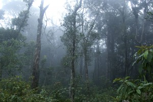 Cloud Forest