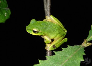 Litoria barringtonensis