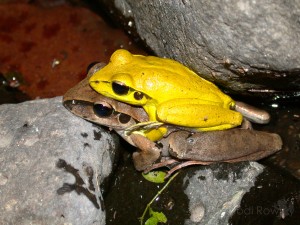 Litoria lesueuri