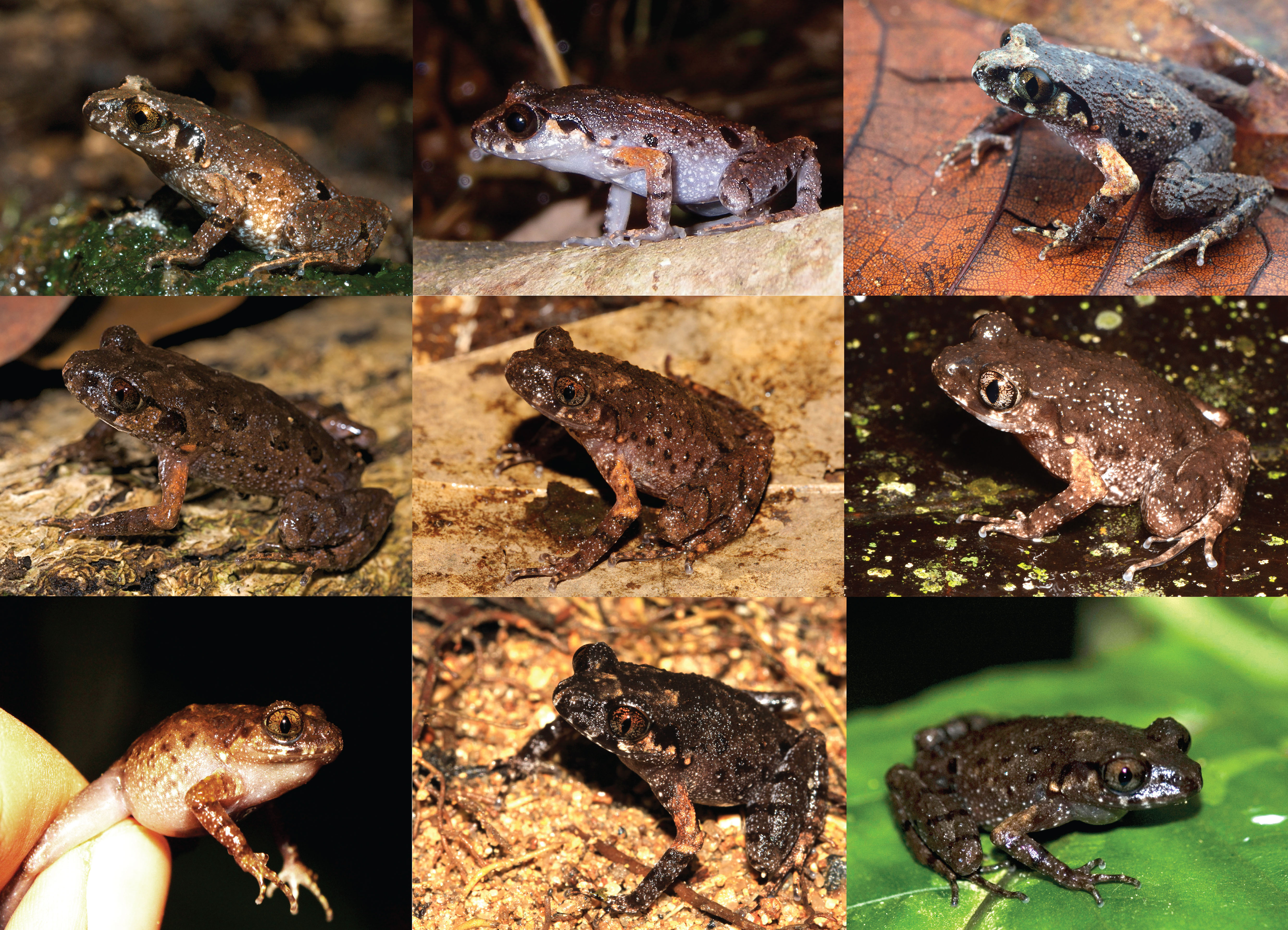 From top from left to right: Leptolalax applebyi (Vietnam), Leptolalax melicus (Cambodia), Leptolalax sp. (= molecular lineage 3; Vietnam), Leptolalax bidoupensis (= molecular lineage 4; Vietnam), Leptolalax sp. (= molecular lineage 5; Vietnam), Leptolalax sp. (= molecular lineage 6; photo: Pedro Peloso), Leptolalax sp. (= molecular lineage 7, Vietnam),  Leptolalax sp. (= molecular lineage 8; Vietnam), Leptolalax sp. (= molecular lineage 9; Vietnam). Modified from Rowley et al. (2015)